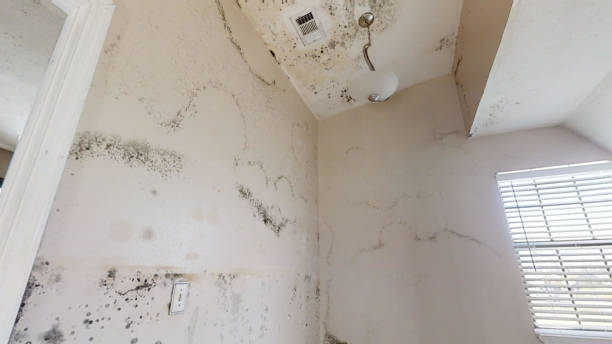 Best Water Damage & Mold Remediation  in Ingalls Park, IL