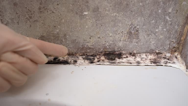 Best Emergency Mold Remediation  in Ingalls Park, IL